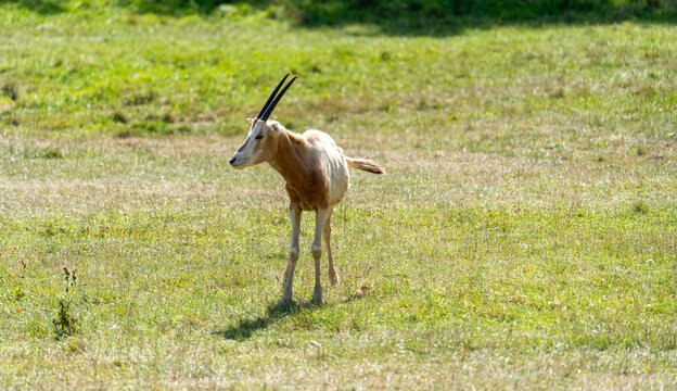 Scimitar-horned oryx walking on green grass, extinct in wild african antelope with straight black horns