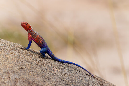Male Mwanza Flat-headed Rock Agama (Agama mwanzae) basking on sunny rocks shedding skin.