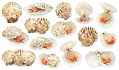 Fresh raw scallops and shells isolated on white, set. Sea food © New Africa