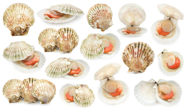 Fresh raw scallops and shells isolated on white, set. Sea food