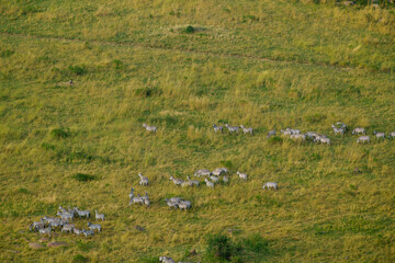Obraz premium Herd of zebra directly below crossing green and golden plains of Serengeti National Park.