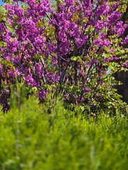 Naklejka premium pink flowers in the garden
