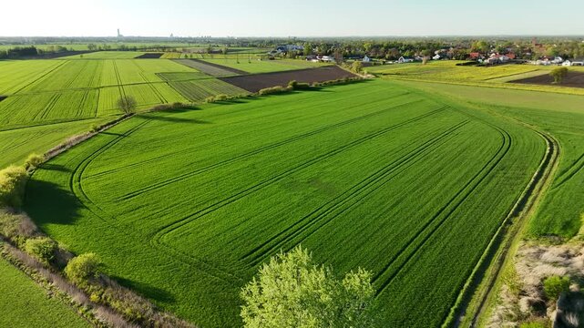 Dirt path leading through green wheat fields toward the horizon at sunset on a summer evening