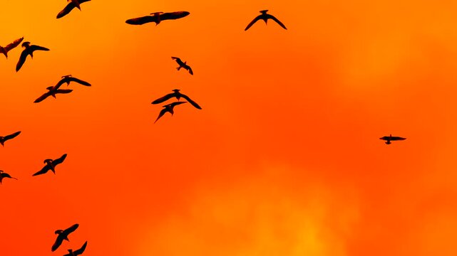 Silhouettes of flying seagulls against a surreal orange sunset sky with intense warm tones. Dramatic color grading creates an artistic and unrealistic evening atmosphere