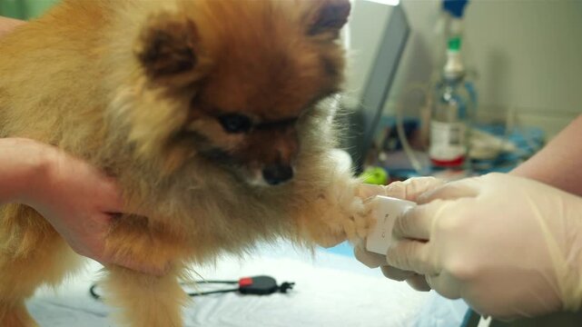 Pomeranian paw examination on clinic table. Veterinary technician gently shaves the fur on a paw of spitz with a clipper for pets. Gloved hands provide calm restraint and trimming for small cozy dog