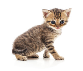 Fototapeta premium Small striped kitten on white background.