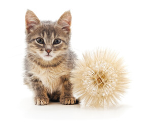 Obraz premium Small gray kitten with a large dandelion.