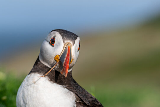 Puffin with a twig caught in beak. Twigs and other foilage used to nest the burrow