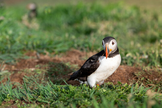 Puffin with a twig caught in beak. Twigs and other foilage used to nest the burrow