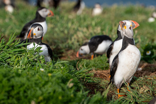 Colony of puffins looking at as gulls fly over. Gulls will take the opportunity to steal sand eels from puffin beaks