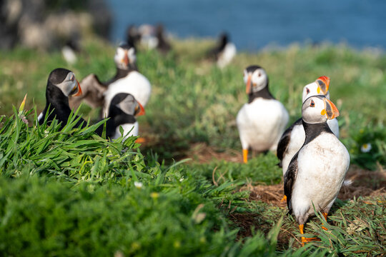 Colony of puffins looking at as gulls fly over. Gulls will take the opportunity to steal sand eels from puffin beaks