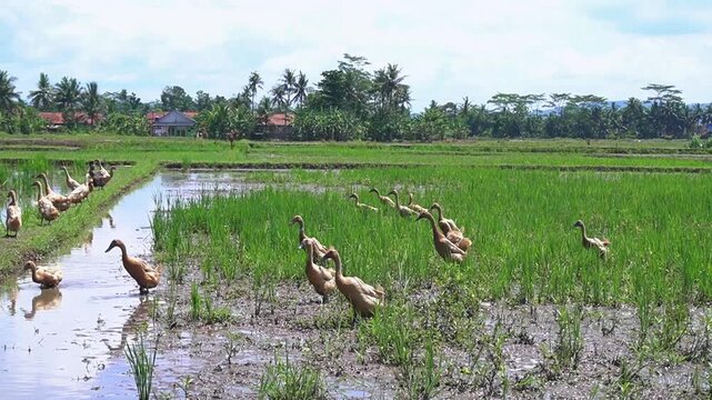 Ducks waddle through flooded rice fields. They move with ease through shallow water. Tall green rice plants grow nearby. Background shows tropical palm trees and distant hills