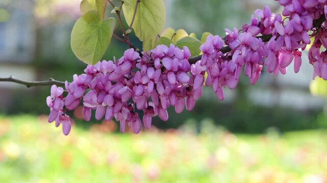 Cercis candadensis redbud blossoms on branch with gentle wind, spring flowers background