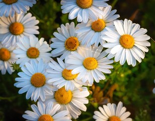 Fototapeta premium a beautiful cluster of daisies with white petals and yellow centers