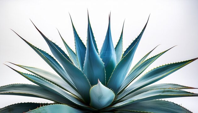 blue agave aloe vera plant on white or white background