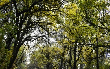 Fototapeta premium A beautiful forest scene illuminated by warm sunlight filtering through vibrant autumn foliage.