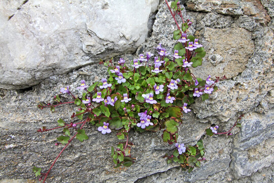 linaria dei muri (Cymbalaria muralis)