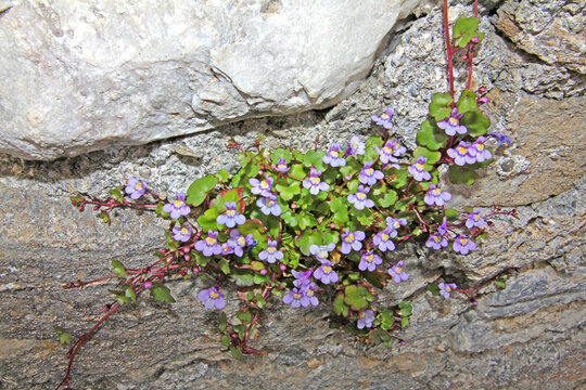 linaria dei muri (Cymbalaria muralis)