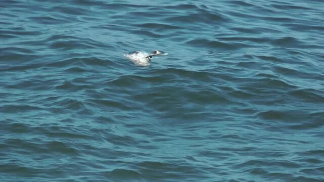 A dead dolphin floats in the sea waves near the shore. Environmental issue, marine pollution, ecological disaster.