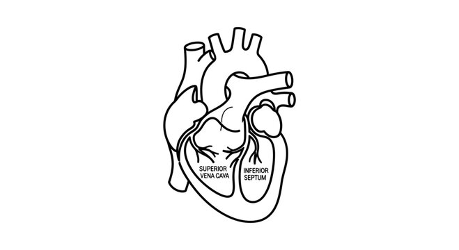 Anatomical illustration of the human heart with labels for superior vena cava and inferior septum.