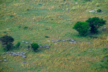 Obraz premium Herd of zebra directly below in green landscape.