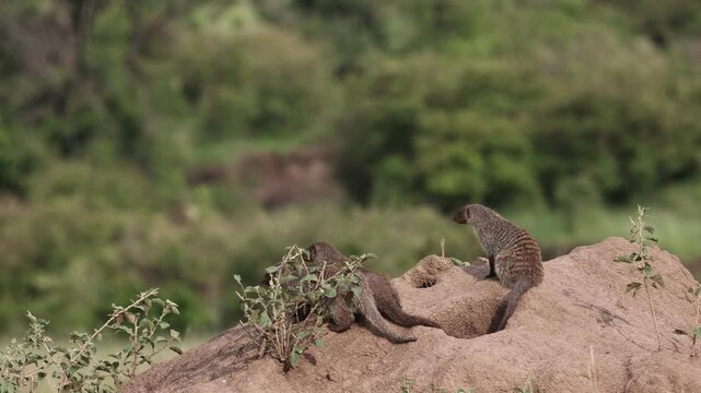 A family of banded mongoose scanning the Horizon from termit mound of African Savannah at Masaimara
