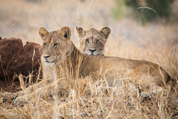 Fototapeta premium Lion Cubs Resting in Dry Grass, Tarangire National Park, Tanzania