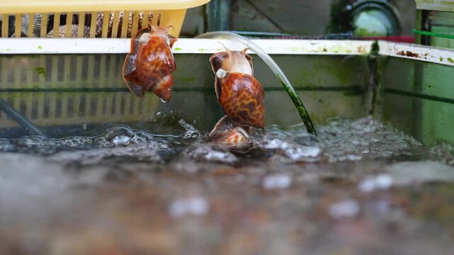 Exotic fresh snails selling at street fish market in Thailand trying to escape from pool, freshly caught clams in aquarium on sale at seafood bazaar, local food delicacies for tourists and locals.