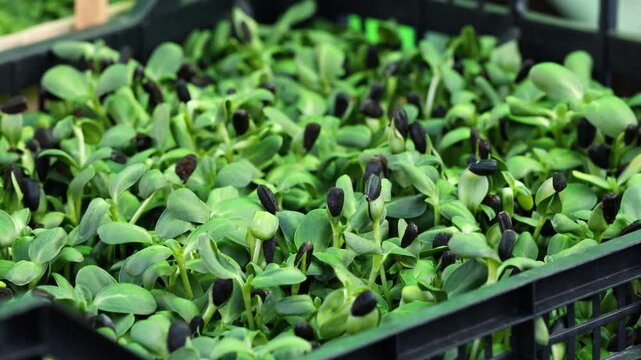 Fresh Sunflower Microgreens Growing in Plastic Crate for Healthy Superfood Concept