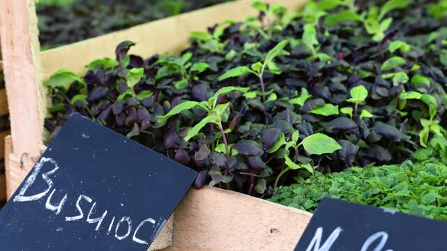 Fresh Purple and Green Basil Microgreens in Wooden Boxes at Farmers Market