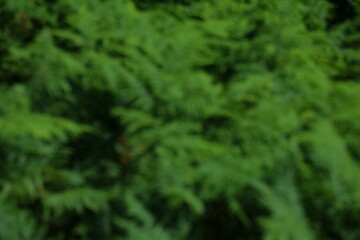 Fototapeta premium Green nature blur bokeh background. Defocused abstract forest blurry texture. Norway nature.
