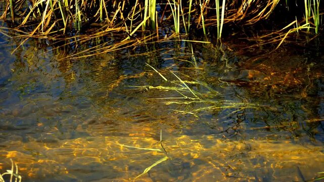 Clear Shallow River Edge with Gentle Current Over Sandy Amber Bottom and Reed Reflections in Golden Sunlight - Calm Nature Water Texture and Peaceful Waterside Scene Meditation