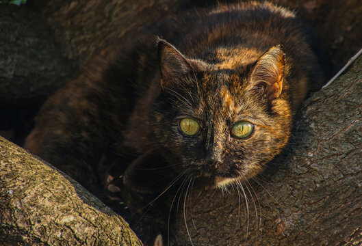 une chatte &eacute;cailles de tortue sur un arbre perch&eacute;