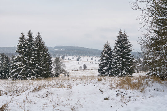 Snow covered meadow framed by trees in Brdy