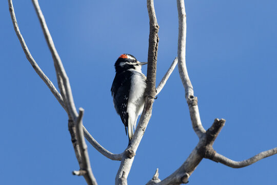 Hairy Woodpecker