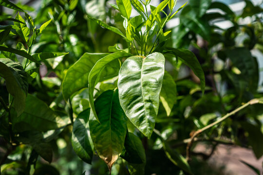 Citrus aurantium Close-up of citrus tree leaves with visible surface damage and texture in natural sunlight. flower exhibition Flora Olomouc, Czech Republic &ndash; April 25, 2026