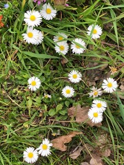 Spring wildflowers lawn daisies White and yellow Bellis perennis flowers spring meadow © LilliM