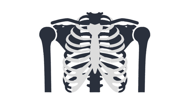 Human rib cage and chest bones flat illustration