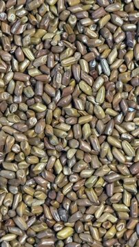 Macro View of Cassia Tora Seeds, Jue Ming Zi Chinese Herbs for Healthy Detox Tea and Wellness