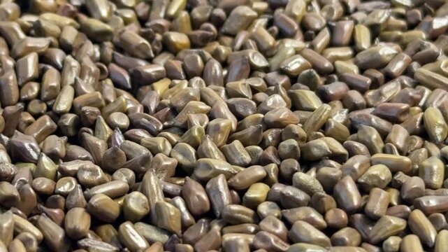 Close-up photo of Cassia seeds (Jue Ming Zi) for herbal medicine and detox tea