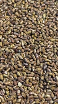 Macro View of Cassia Tora Seeds, Jue Ming Zi Chinese Herbs for Healthy Detox Tea and Wellness