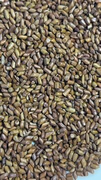 Macro View of Cassia Tora Seeds, Jue Ming Zi Chinese Herbs for Healthy Detox Tea and Wellness