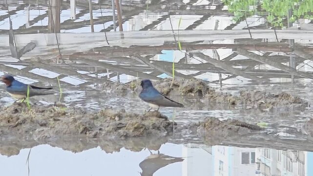 
A Flock of Swallows Collaboratively Gathering Nesting Materials in a Rice Paddy #004

