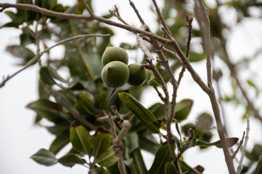 Australian origin Macadamia nuts ripening on tree, healthy protein-rich food, plantation of macadania trees