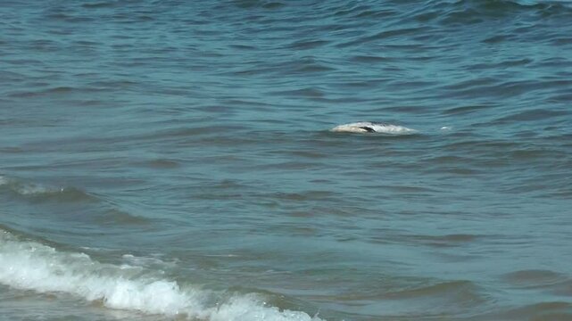 A dead dolphin floats in the sea waves near the shore. Environmental issue, marine pollution, ecological disaster
