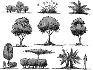 Fototapeta premium Vintage Style Botanical Poster Featuring Detailed Tree Comparisons Such as Oaks, Elms, and Birches for Classroom or Scientific Reference