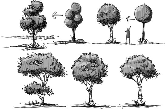 Vintage Style Botanical Poster Featuring Detailed Tree Comparisons Such as Oaks, Elms, and Birches for Classroom or Scientific Reference