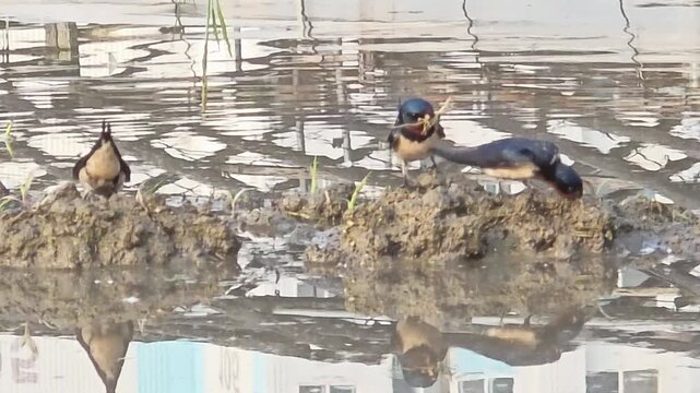 f
A Flock of Swallows Collaboratively Gathering Nesting Materials in a Rice Paddy #007

