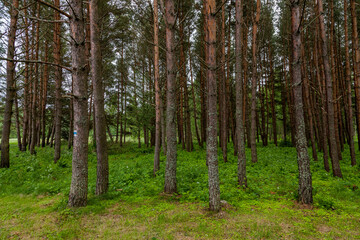 Fototapeta premium Dense green forest with slender birch trees and lush undergrowth, creating a peaceful natural woodland scene in summer light