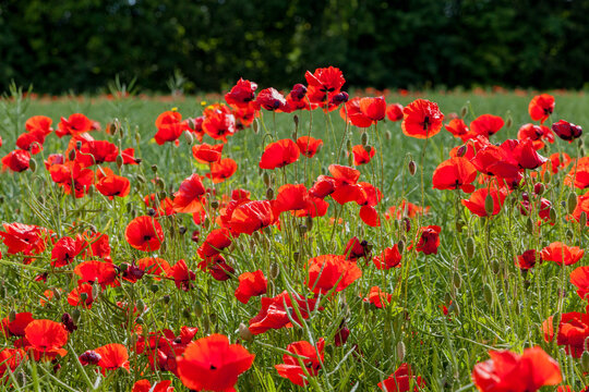 A vibrant field of bright red poppy flowers in full bloom, with delicate petals and stems scattered across lush grass, backed by dense green grass